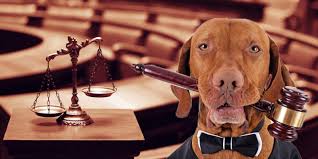 Negligencia Veterinaria: El derecho a la reparación por nuestros animales